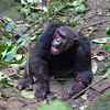 шимпанзе свергли альфа-самца