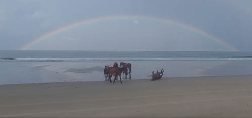 дикие лошади на фоне радуги