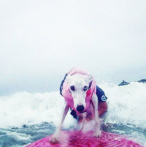 чемпионат по серфингу для собак