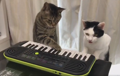 кошки играют на клавишах