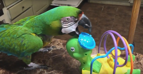 попугай расправился с игрушкой