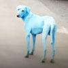 бездомные собаки голубого цвета