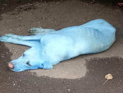 бездомные собаки голубого цвета