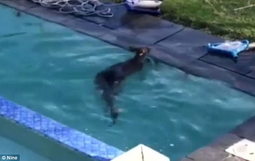 кенгуру чуть не утонул в бассейне