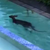 кенгуру чуть не утонул в бассейне