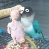 попугаи без перьев обрели счастье