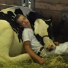мальчик и корова заснули бок о бок