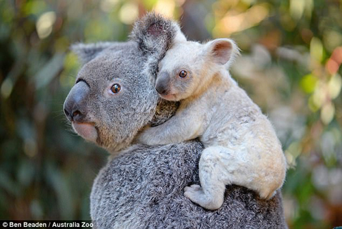 редкая белая коала