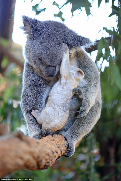 редкая белая коала