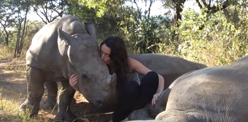 носороги любят ласку и объятия