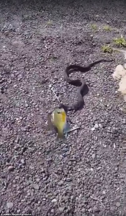 змея испортила малышу рыбалку