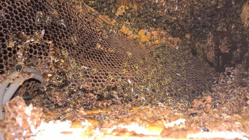 мёд начал капать с потолка