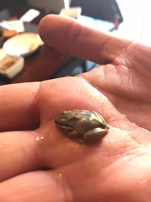 крошечная лягушка в салате