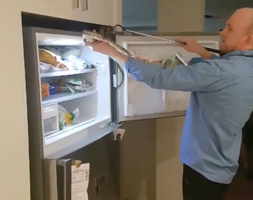 питон залез на холодильник