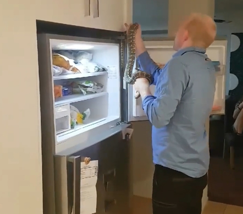 питон залез на холодильник