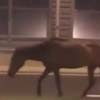 лошади ночью на автотрассе