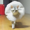 элегантная кошка в воротнике