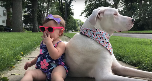 глухая собака дружит с девочкой