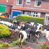 коровы посетили небольшой городок