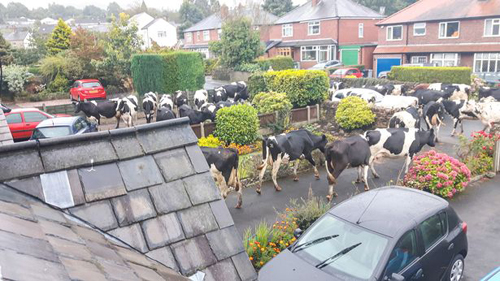коровы посетили небольшой городок