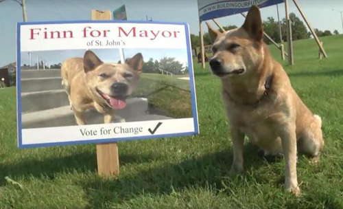 пёс хочет стать мэром