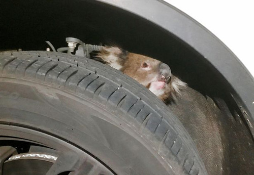 коала за колесом машины