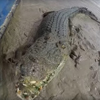 крокодил чуть не съел камеру