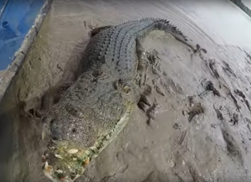 крокодил чуть не съел камеру