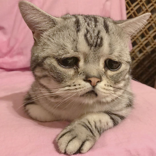 кошка с самым грустным лицом