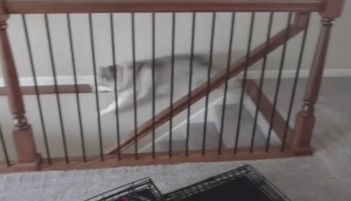 собака упала с лестницы