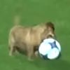 бездомный пёс сыграл в футбол