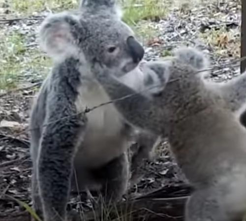 коала помогла своему детёнышу