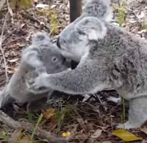 коала помогла своему детёнышу