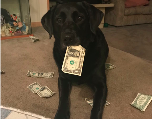 собака платит за лакомства