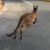 кенгуру бежал с велосипедистами