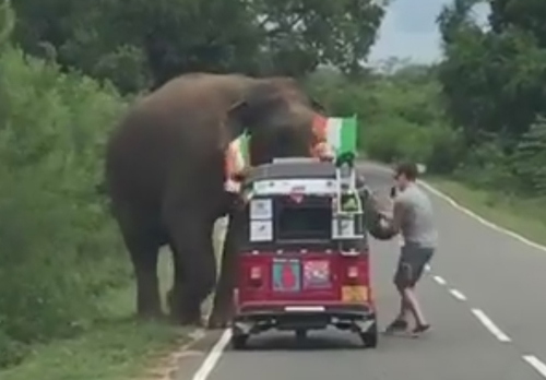 слон оказался неблагодарным
