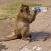 обезьяна украла воду у туриста