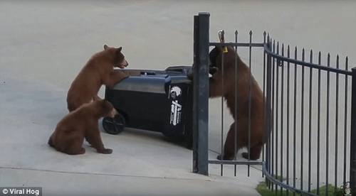 медведи не справились с баком