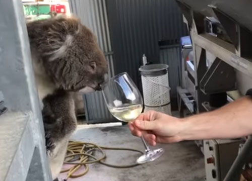 коала продегустировала вино