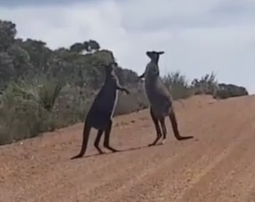 два кенгуру подрались на дороге