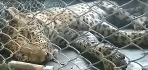 леопард остановил работу завода