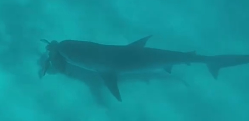 акула сорвала злость на дайвере