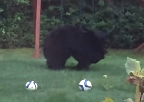 медведи сыграли в футбол