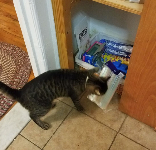 кошка крадёт кухонную утварь