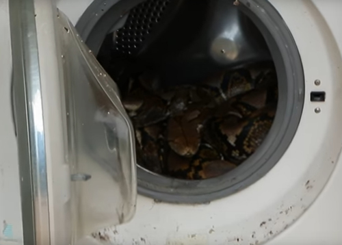 питон в стиральной машине
