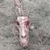 скелет мифического дракона