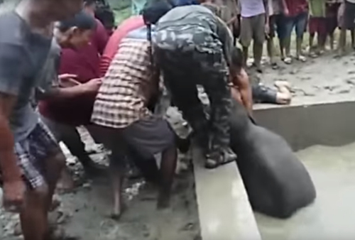 спасение тонущего слонёнка