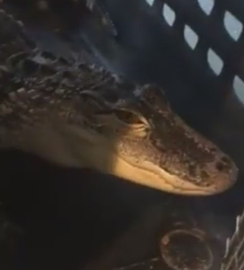 аллигатор не помещался в ванну