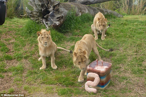 торт на день рождения для львов