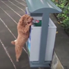 щенок собирает мусор